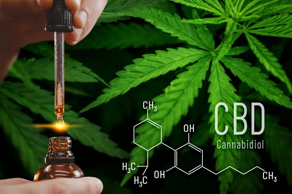 Cannabis CBD oil extracts in jars herb and leaves. Concept medical marijuana.